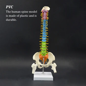 45cm Anatomice a coloanei Vertebrale Model cu Pelvisul Educație Timpurie Ușor Coloana Vertebrala Model Știință Provizii pentru Acasă