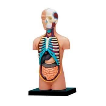 Corpul uman Model de Anatomie Model cu Detașabil Organe Model 3D