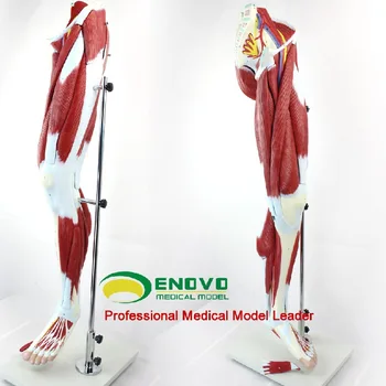 Enovo Membrelor Inferioare Musculare, Vasculare, Nervoase Model Musculare Picior Anatomice Modelul Medical Modelul De Predare
